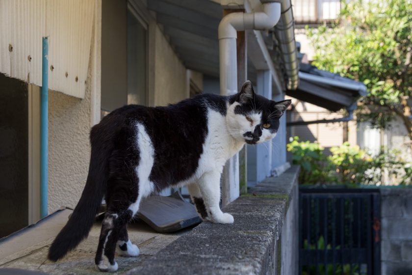 鎌倉市の猫