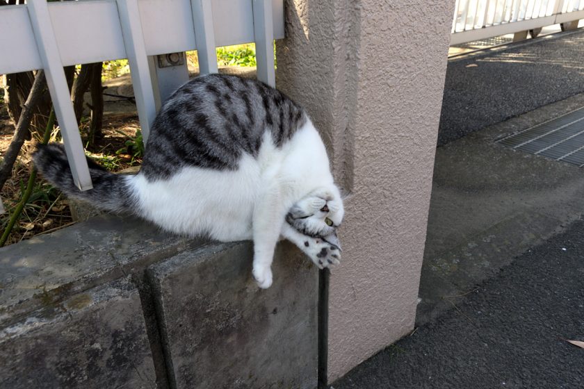 藤沢市の猫