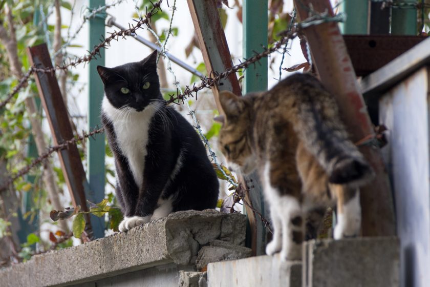 立川市の猫