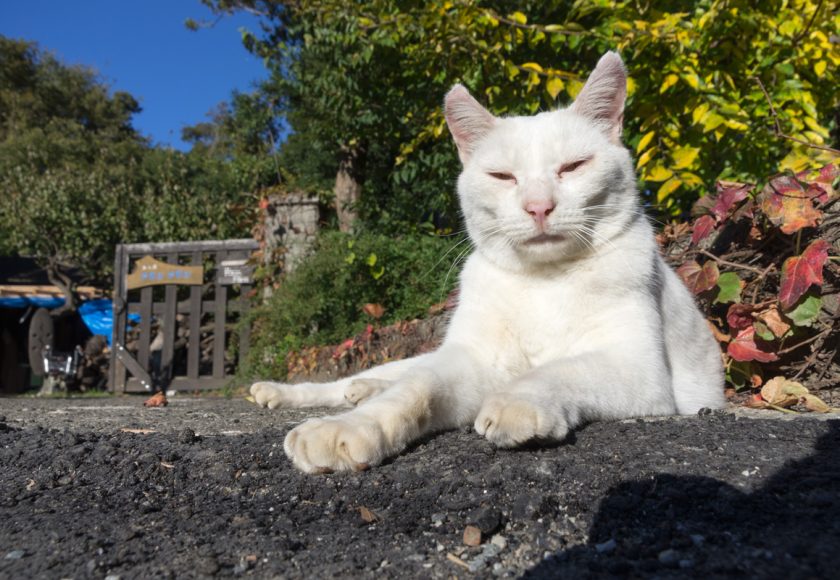 国立市の猫