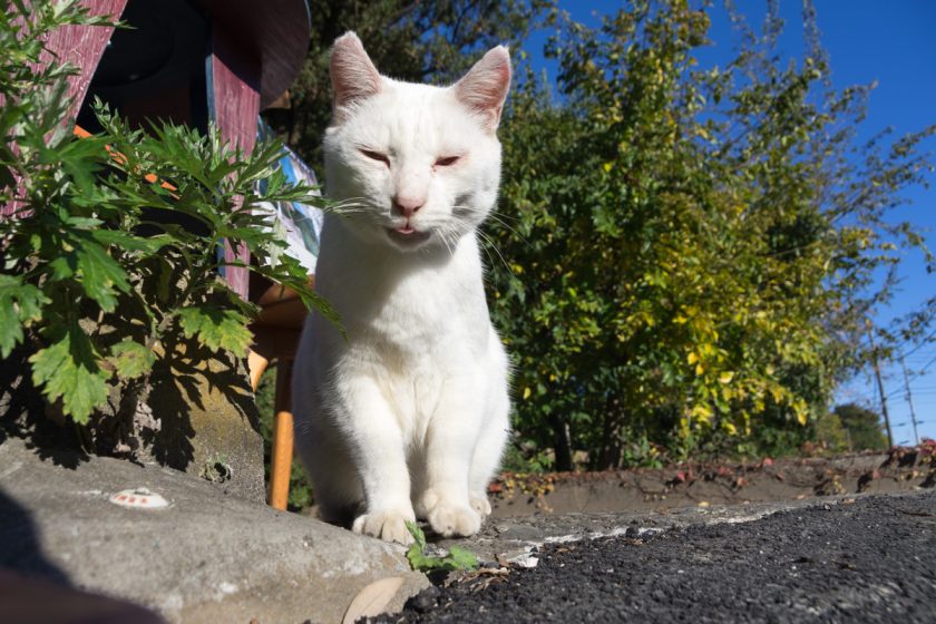 国立市の猫