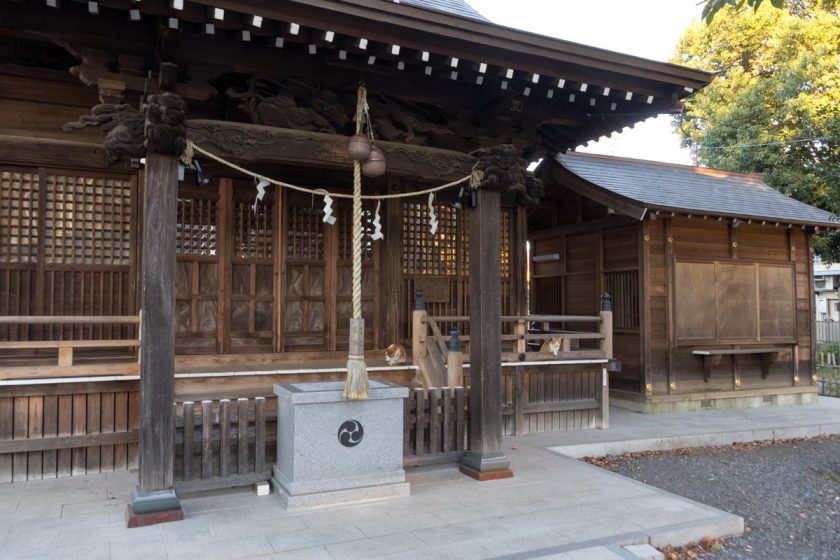 府中市の猫