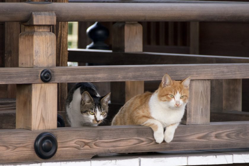 府中市の猫