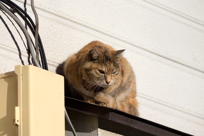 江東区の猫