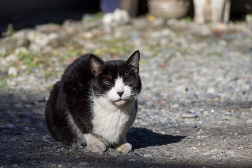 江東区の猫