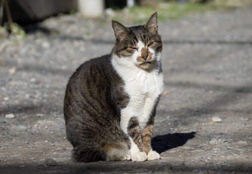 江東区の猫