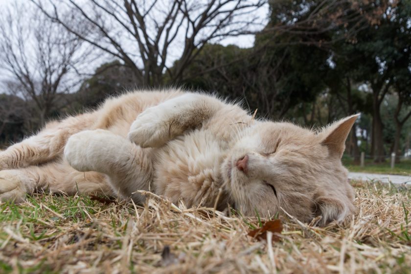 江東区の猫