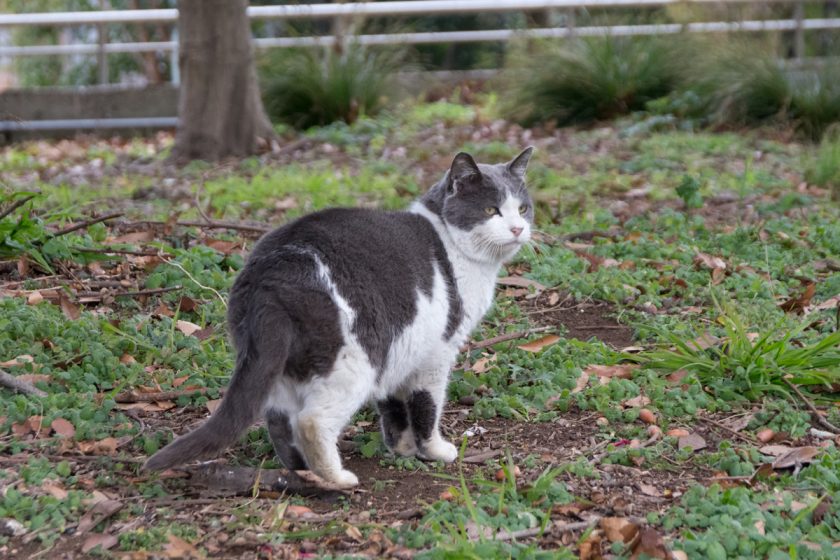 江東区の猫