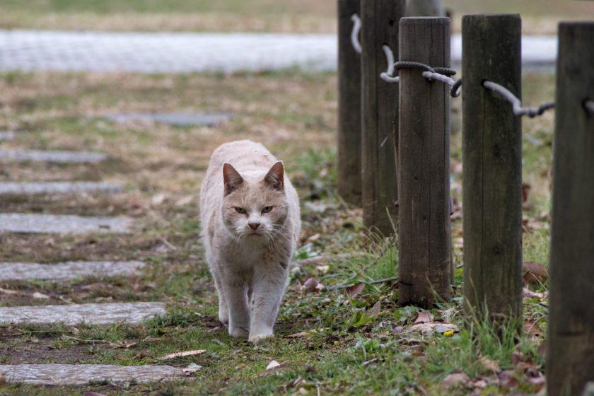 江東区の猫