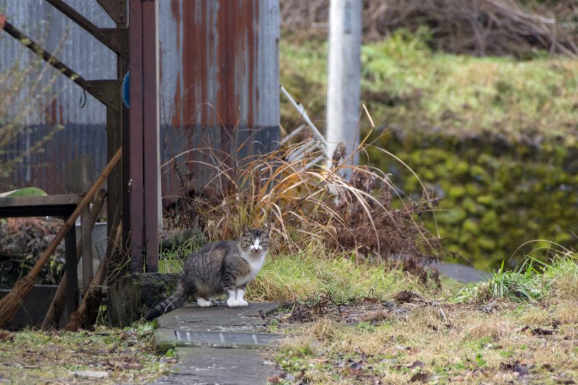 檜原村の猫