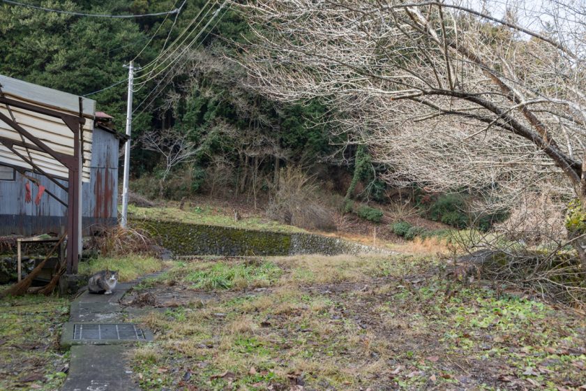 檜原村の猫