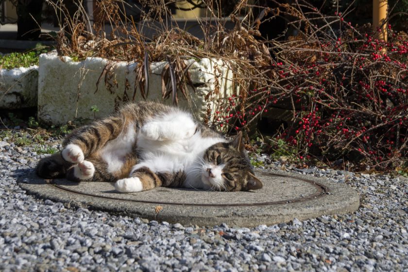 あきる野市の猫