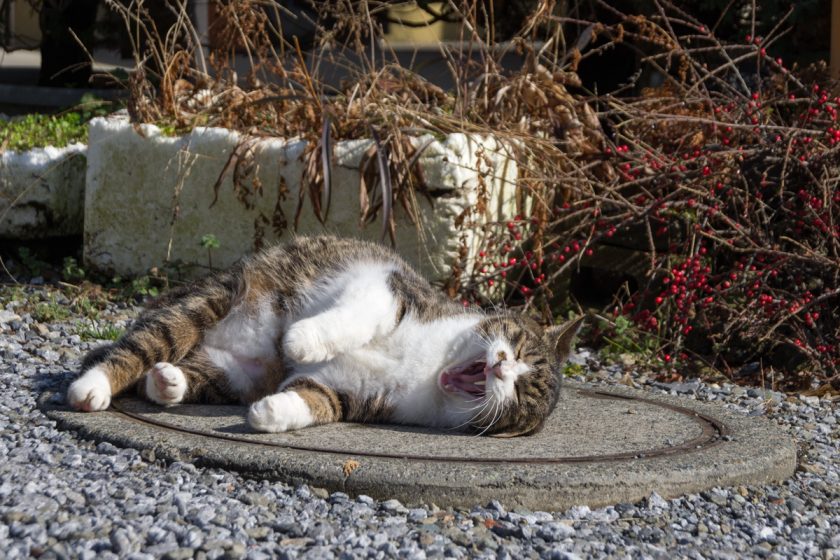 あきる野市の猫