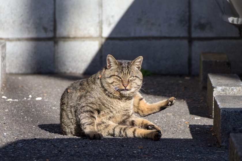 川越市の猫