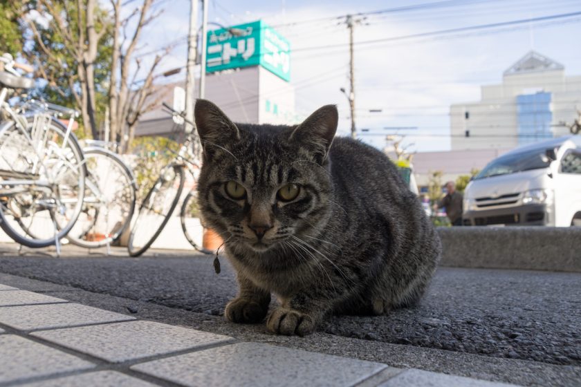 江東区の猫