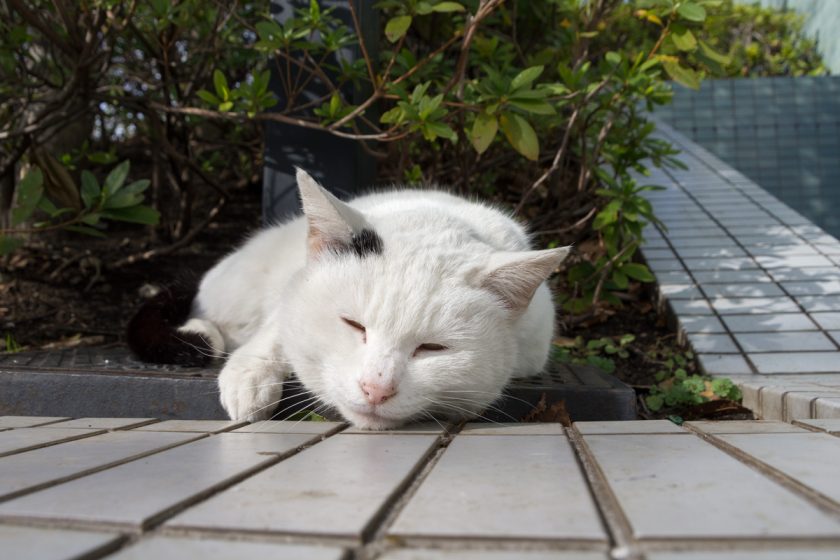 中央区の猫