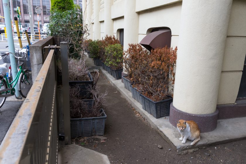 中央区の猫