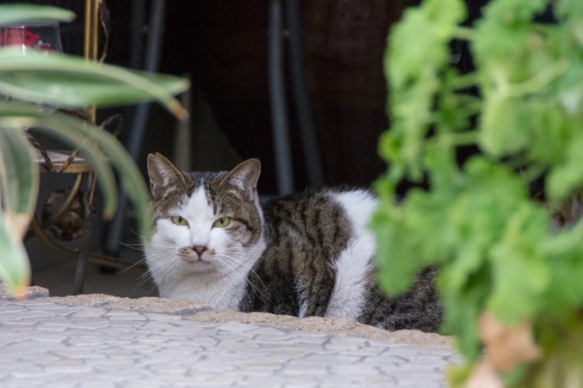 江東区の猫