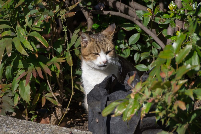 中央区の猫