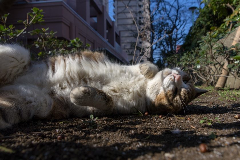 中央区の猫