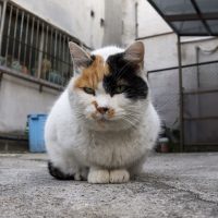 千代田区の猫