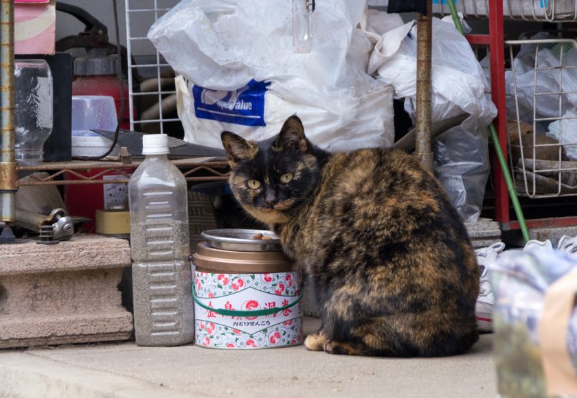 杉並区の猫