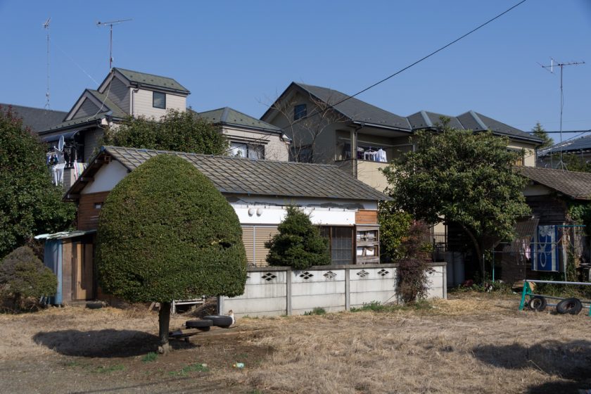 昭島市の猫