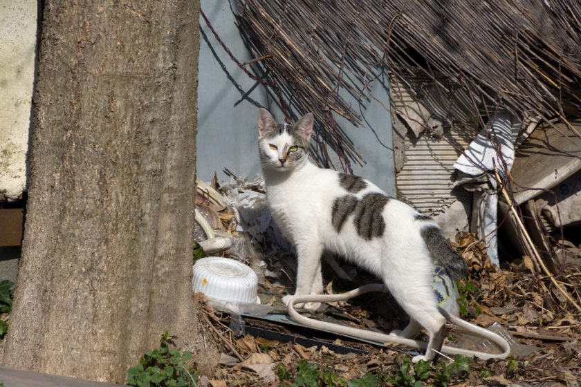 昭島市の猫