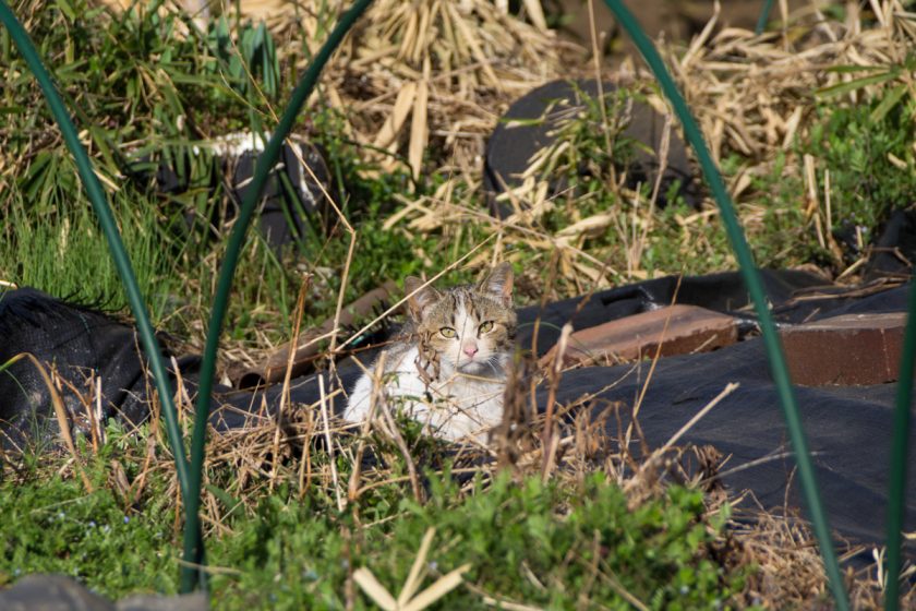 八王子市の猫