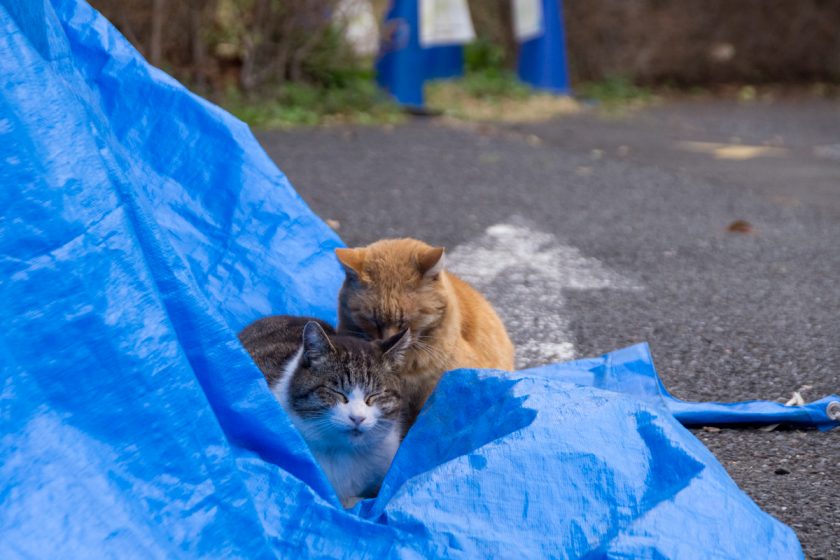 立川市の猫