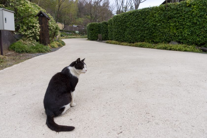 立川市の猫