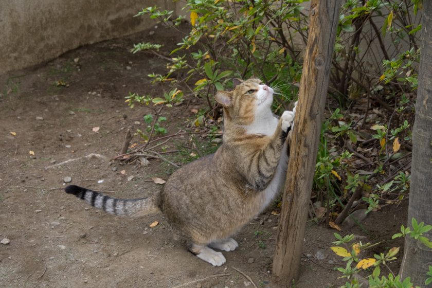 立川市の猫