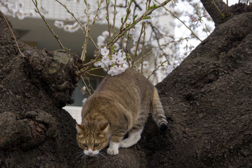 立川市の猫