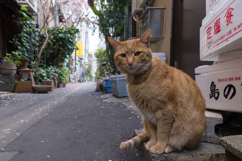 中央区の猫