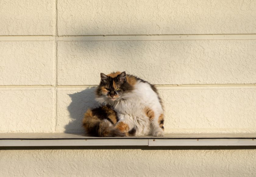 昭島市の猫