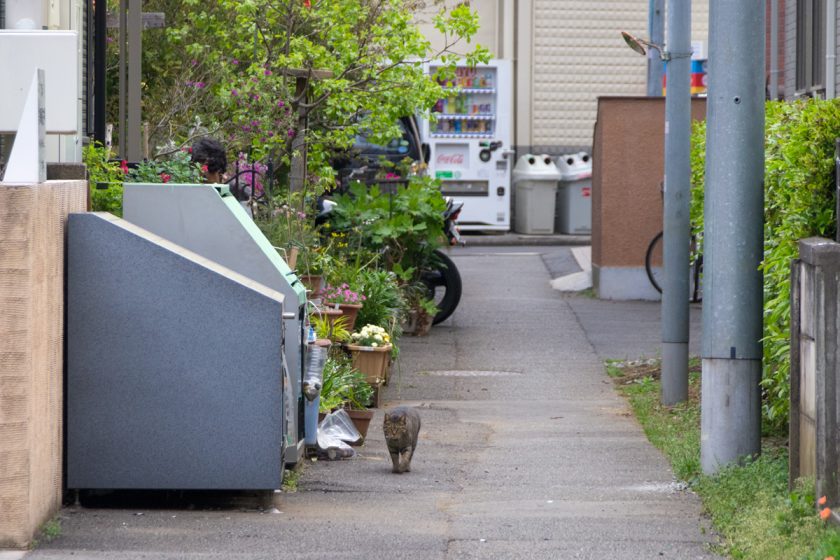 立川市の猫