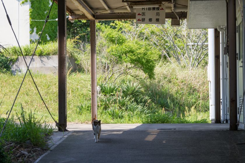 横須賀市の猫