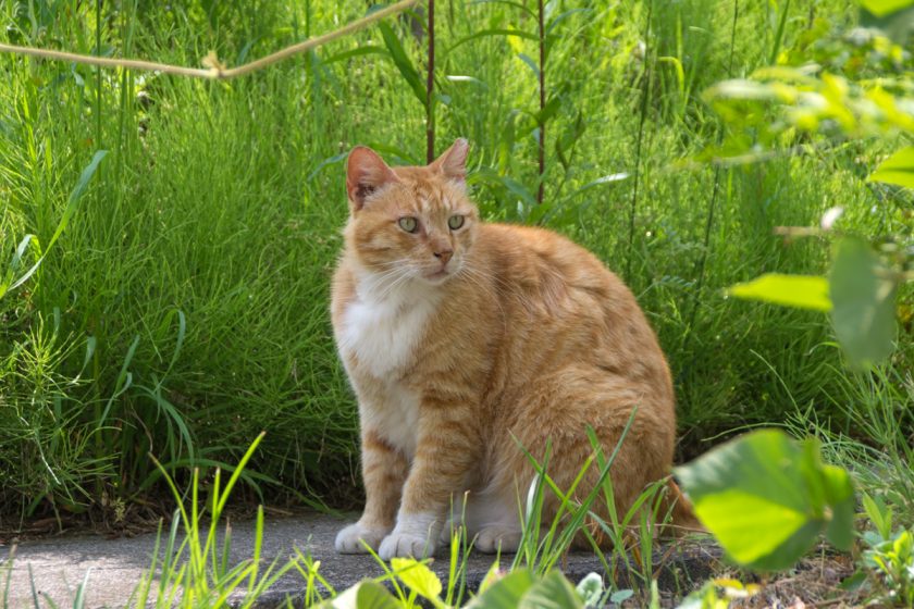 八王子市の猫