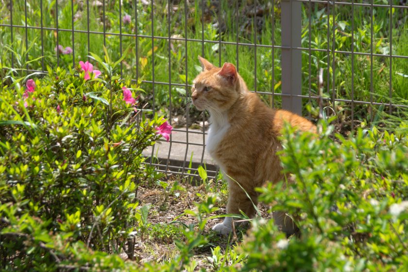 八王子市の猫