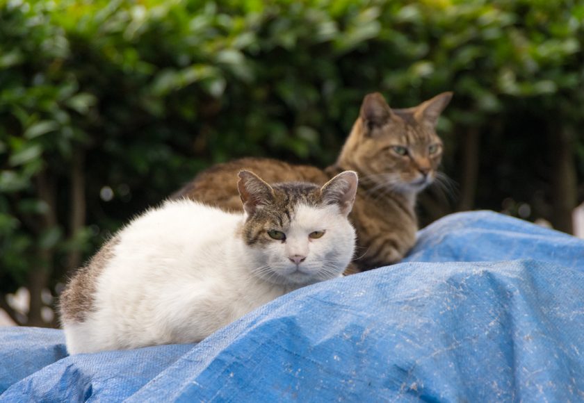 国立市の猫