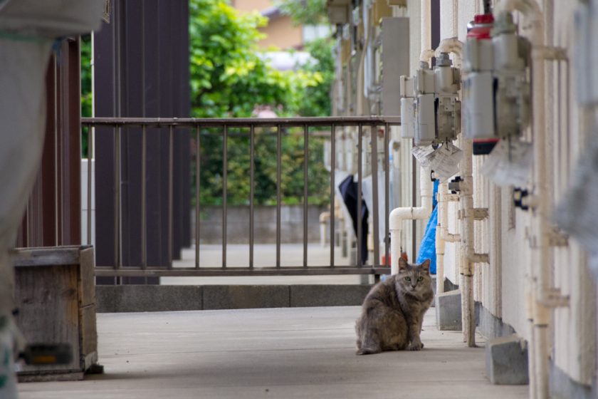 国立市の猫