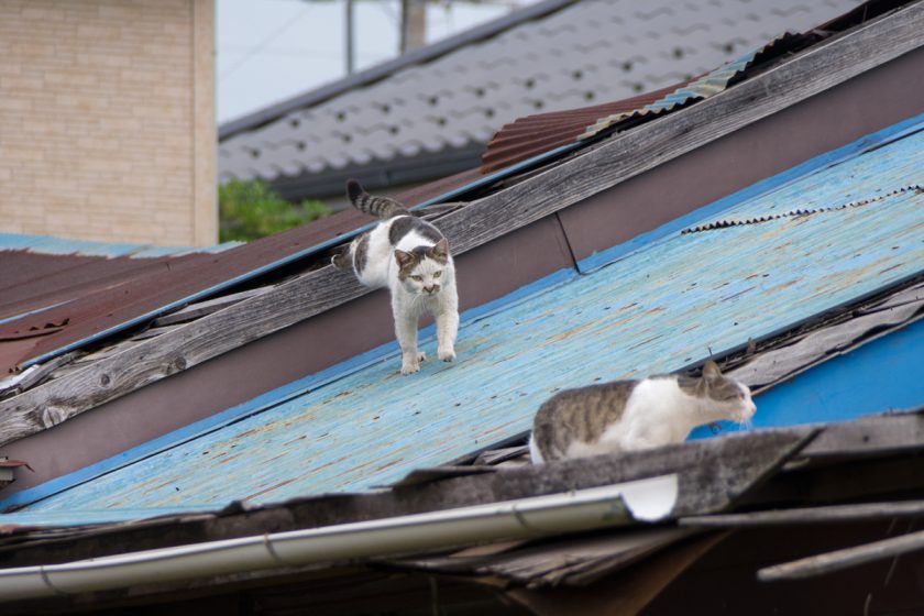 八王子市の猫