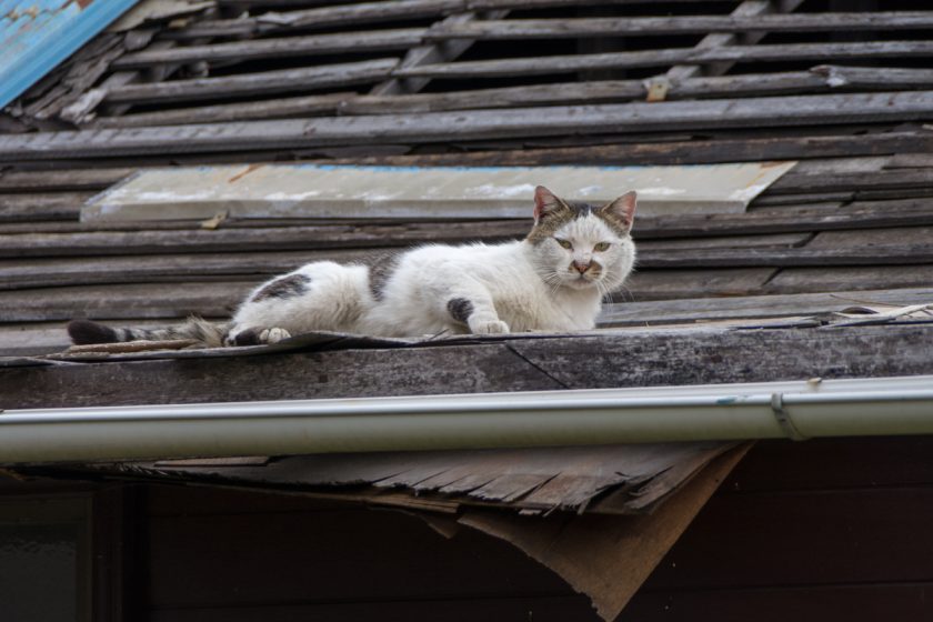 八王子市の猫