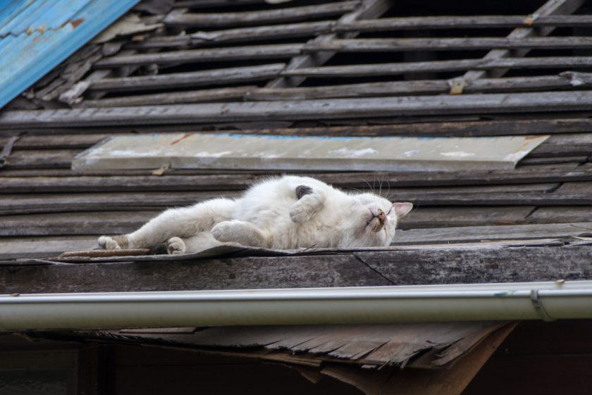 八王子市の猫