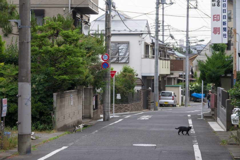 八王子市の猫