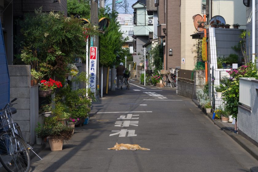 小平市の猫