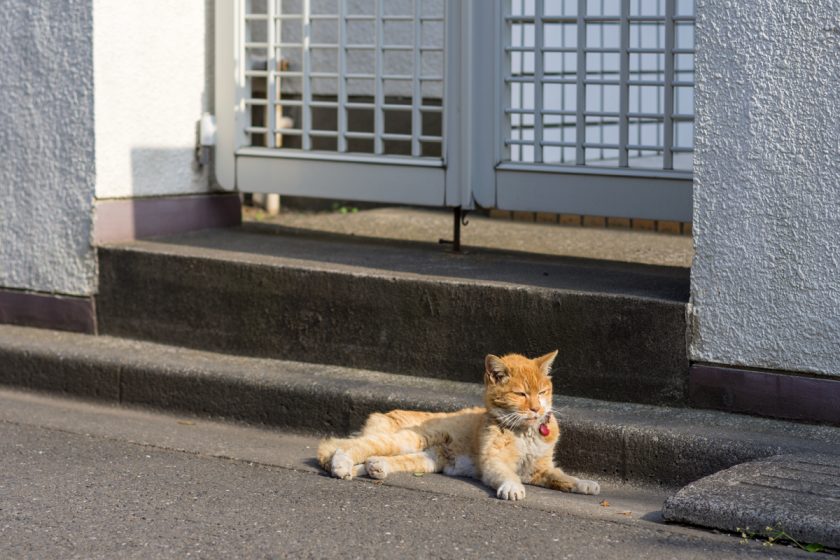 小平市の猫