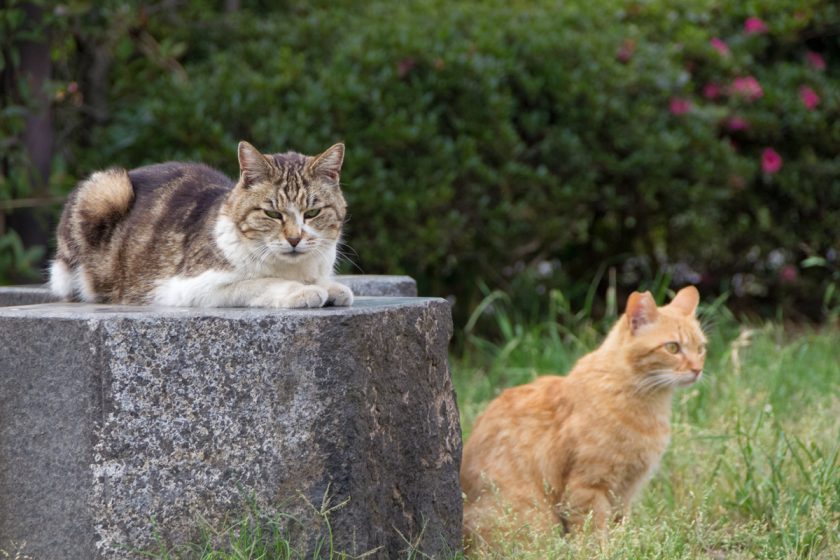 国立市の猫