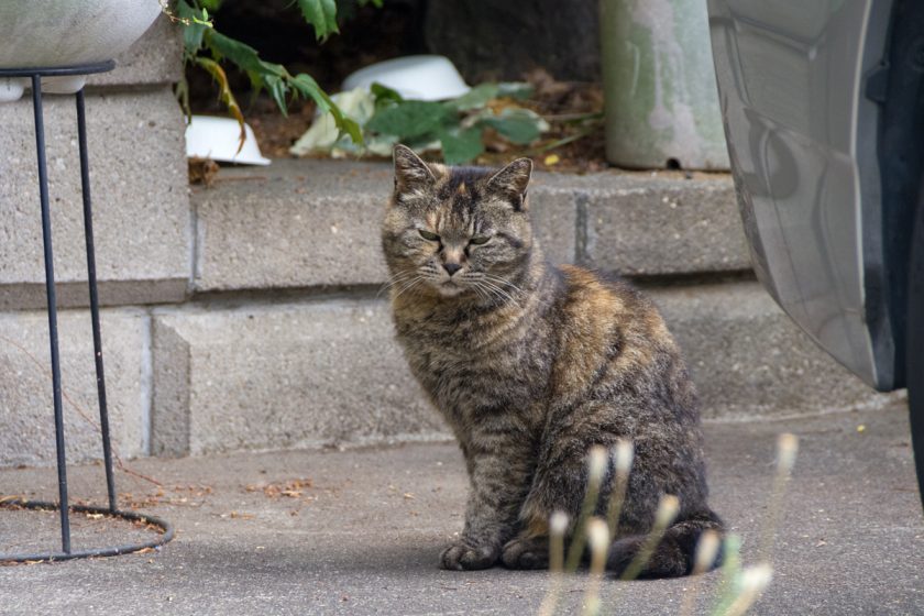上野原市の猫