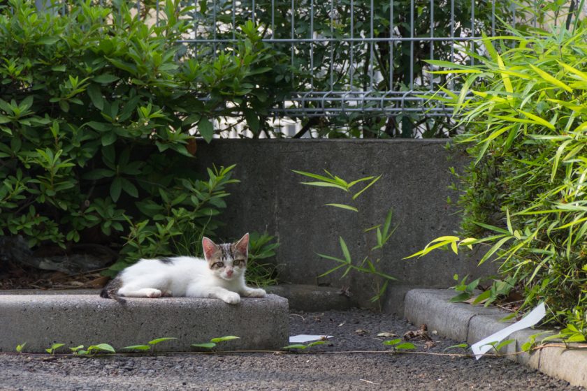 八王子市の猫